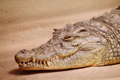 Close-up of crocodile at zoo