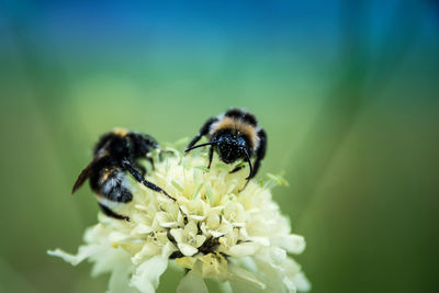 Close-up of bee pollinating on flower