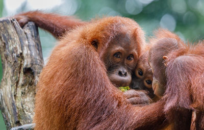 Orang utans in a zoo