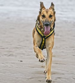 Dog running on beach