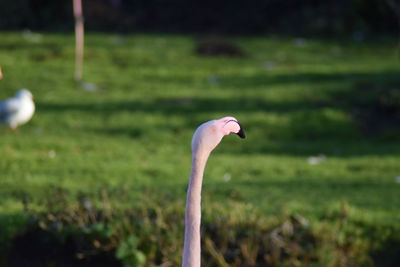 Close-up of a bird against blurred background