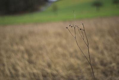 Close-up of wheat growing on field