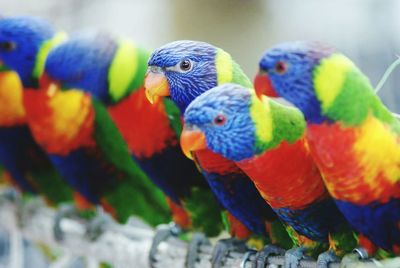Close-up of colorful parrot