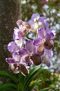 Close-up of purple orchids