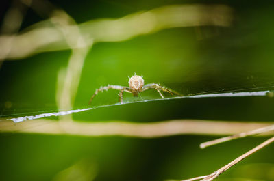 Close-up of spider on plant