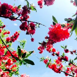 Low angle view of pink flowers blooming on tree