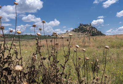 Plants on field against sky