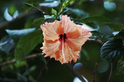 Close-up of hibiscus on plant