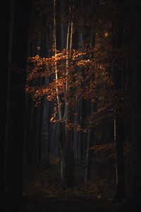 Sunlight falling on trees in forest