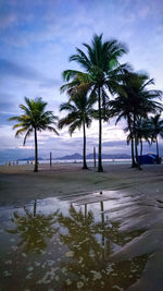 Palm trees on beach against sky