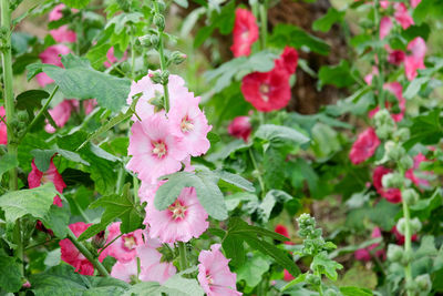 Close-up of pink flowers blooming outdoors