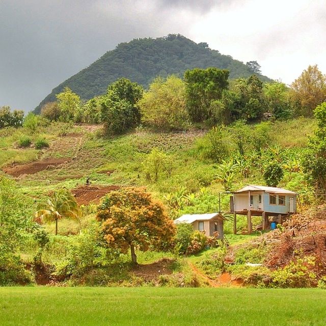 tree, house, building exterior, built structure, architecture, grass, sky, mountain, green color, landscape, tranquil scene, growth, tranquility, field, nature, beauty in nature, scenics, plant, day, rural scene