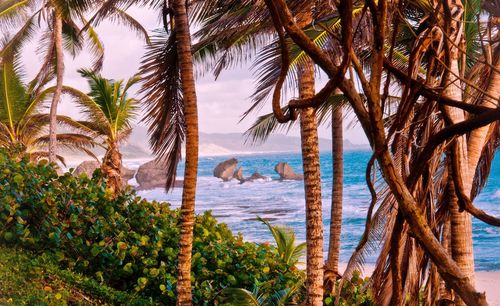 Palm trees on beach against sky