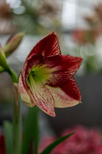 Close-up of red flower