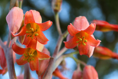 Vibrant orange green pig's ear flowers from the southern africa in bloom.