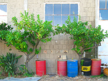 Potted plants by window