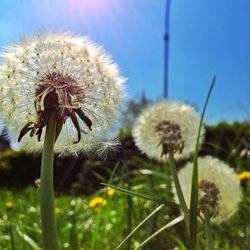 dandelion