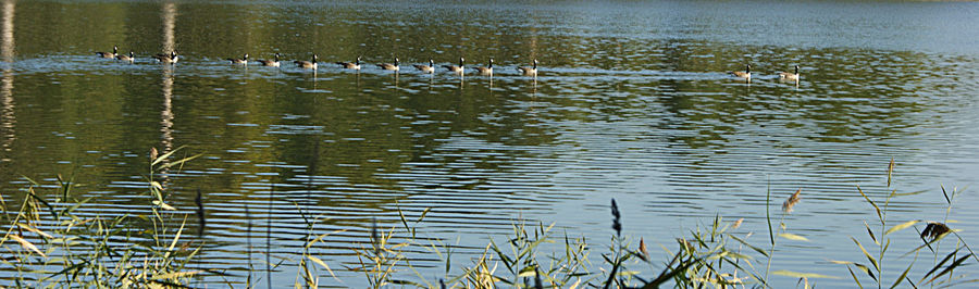 View of birds swimming in lake