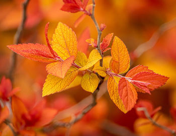 Close-up of fall leaves 