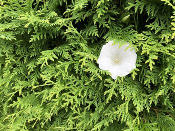 High angle view of white flowering plant