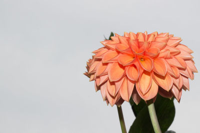 Close-up of red flower