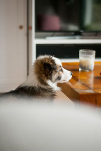 Cute border collie puppy staring out the window.