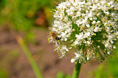 Close-up of bee pollinating flower