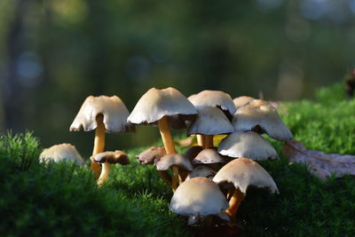 Mushroom growing on field in forest