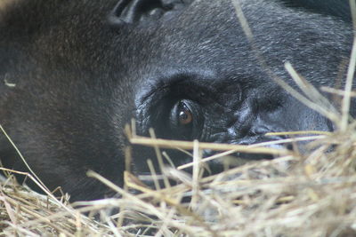 Close-up of dog