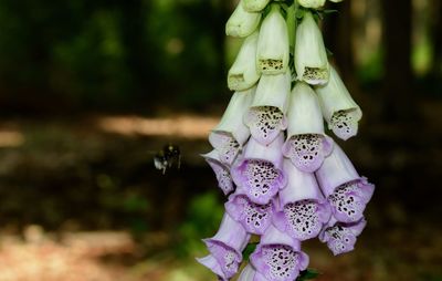 Close-up of butterfly on flower against blurred background