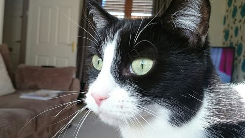 Close-up portrait of cat