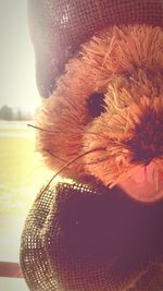 Close-up of flowers against sky