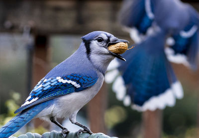 Bluejay with a tasty treat