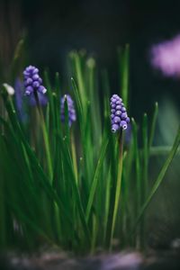 Close-up of purple flowering plant on field