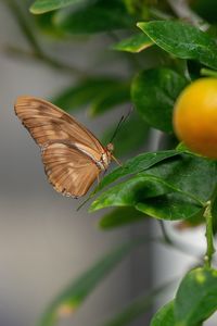 Close-up of butterfly pollinating flower