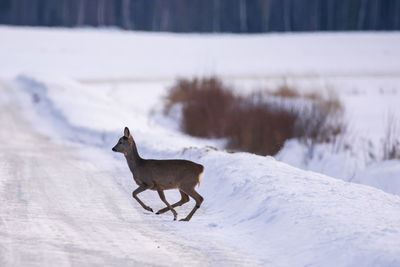 Dog on snow covered land