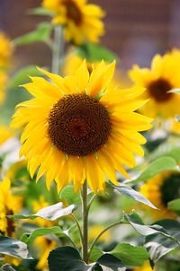 Close-up of sunflower