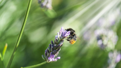 Close-up of bee pollinating on purple flower