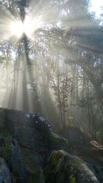 Trees in forest against sky