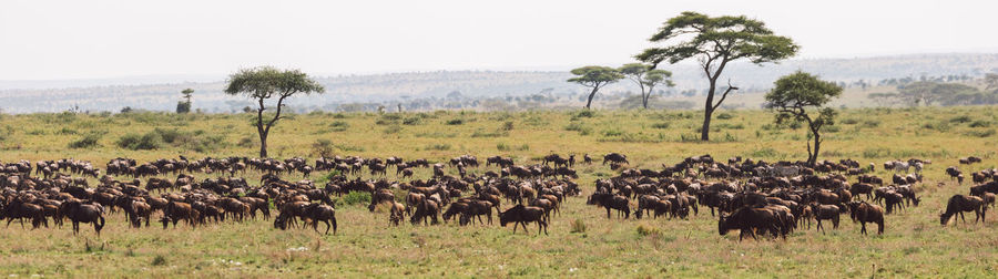 Scenic view of antelope migration on a field