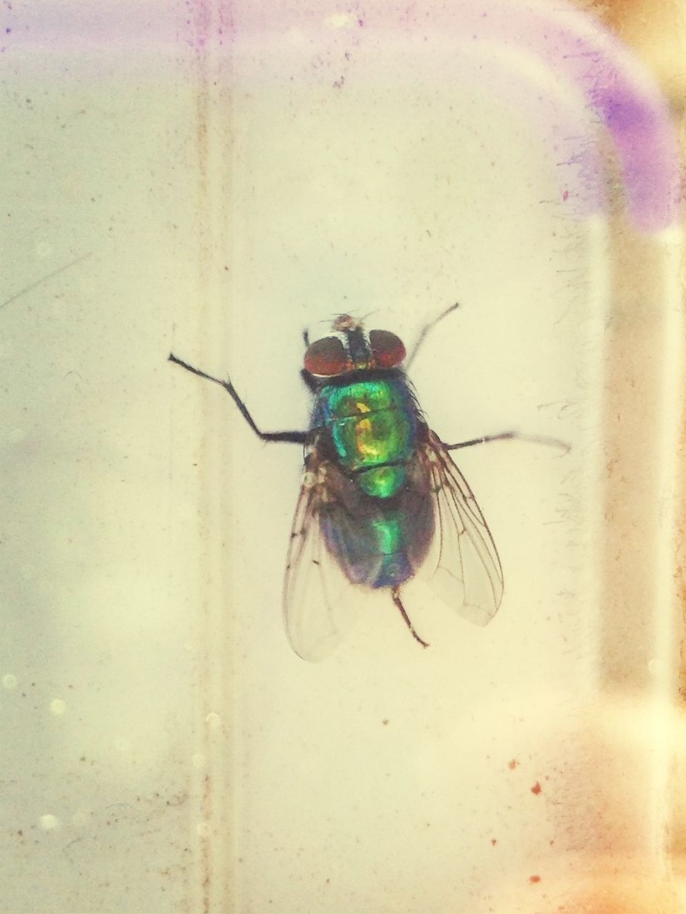 insect, animal themes, one animal, animals in the wild, wildlife, close-up, spider, selective focus, indoors, focus on foreground, no people, green color, full length, day, high angle view, nature, zoology, two animals, animal antenna