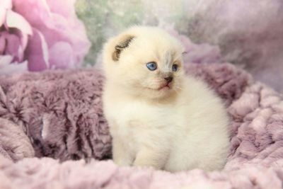 Portrait of cute kitten relaxing on bed