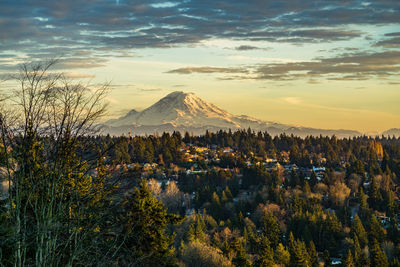 A view of clouds over mount rainier with trees in the foreground.