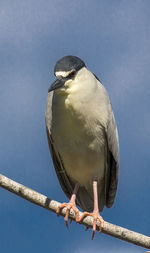 Close-up of black-crowned night heron on stem against sky