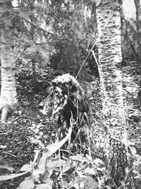 Plants growing on field