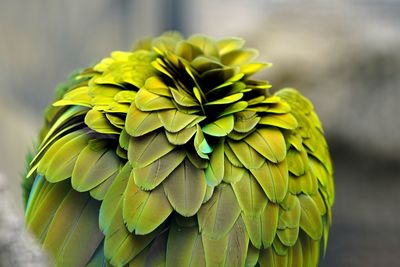 Close-up of yellow parrot