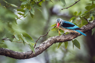 Bird perching on a branch