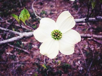 Close-up of white flowers