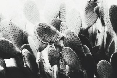 Close-up of prickly pear cactus