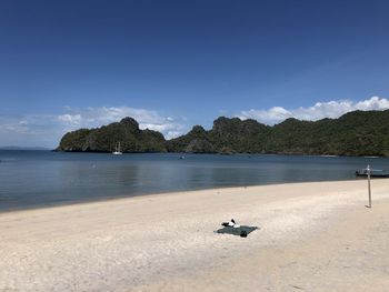 View of birds on beach